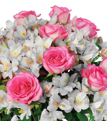 Shimmering Blush