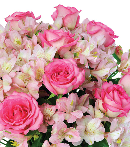 Dreams of Pink