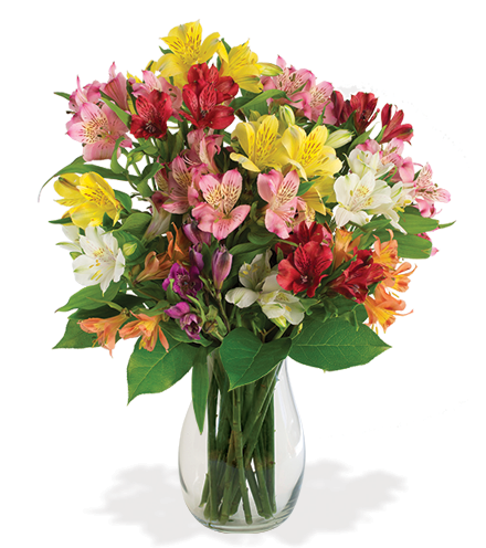 Multi-Colored Peruvian Lilies