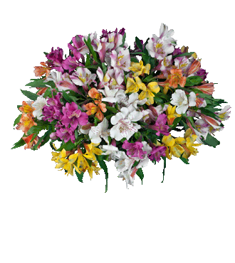 Multi-Color Peruvian Lilies