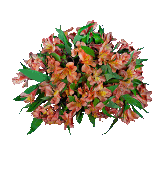 Orange Peruvian Lilies