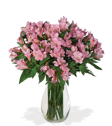 Pink Peruvian Lilies