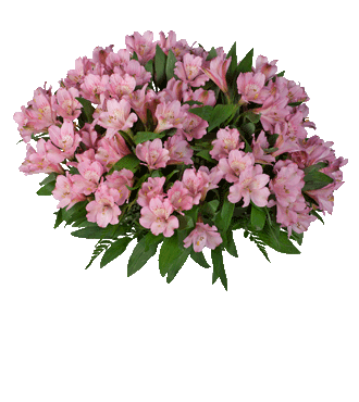 Pink Peruvian Lilies