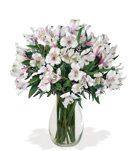 White Peruvian Lilies