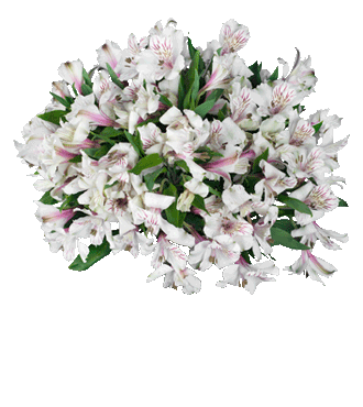 White Peruvian Lilies