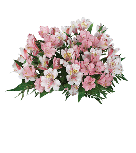 Pink & White Peruvian Lilies