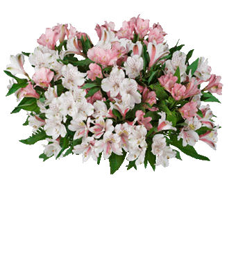 Pink & White Peruvian Lilies