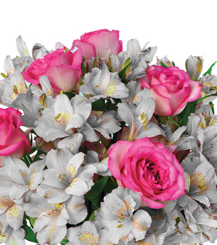 Shimmering Blush
