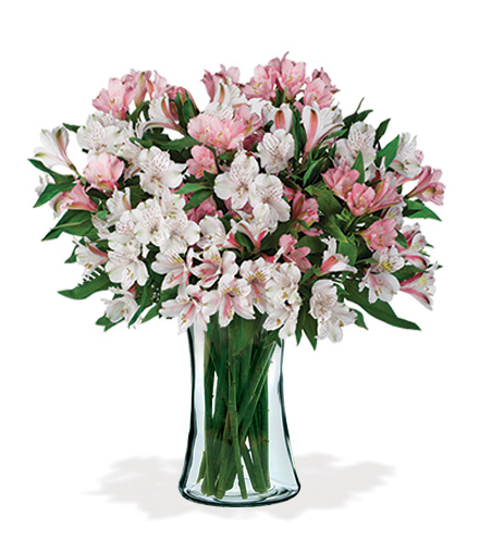 Pink & White Peruvian Lilies