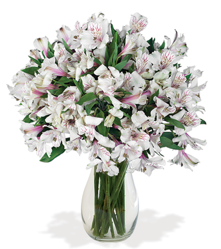 White Peruvian Lilies