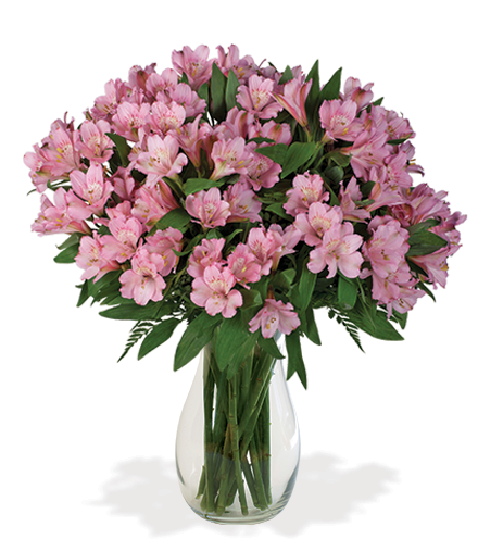 Pink Peruvian Lilies