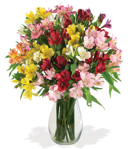 Multi-Color Peruvian Lilies