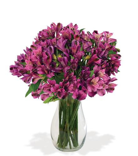 Purple Peruvian Lilies