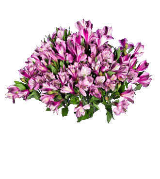 Purple Peruvian Lilies