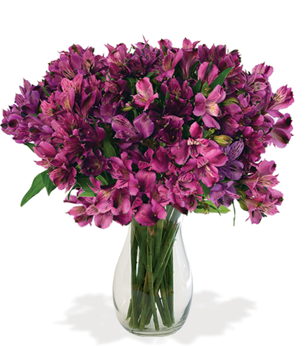 Purple Peruvian Lilies