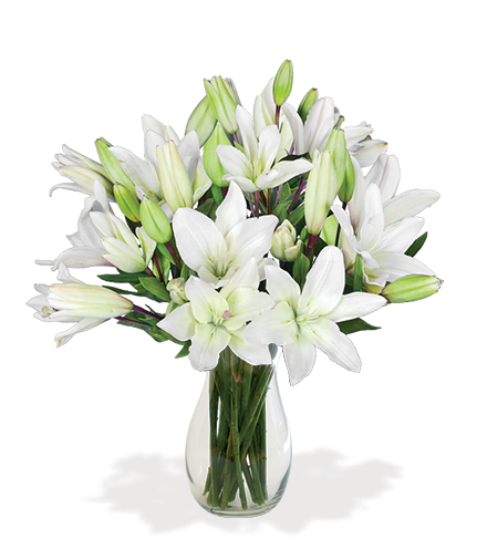 White Classic Lily