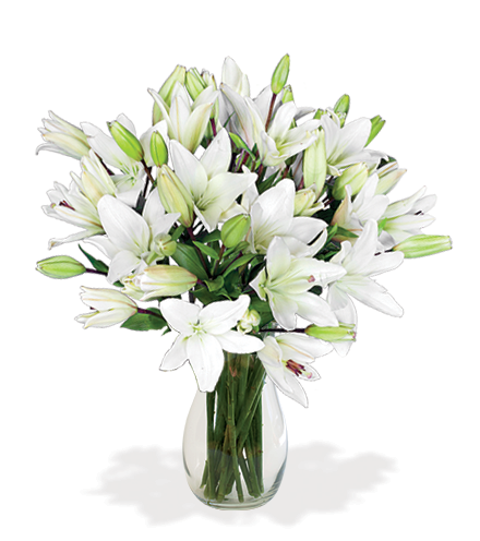 White Classic Lily