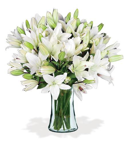 White Classic Lily