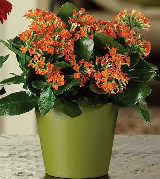 Colorful Kalanchoe Blooming Plant