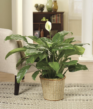 Classic Peace Lily