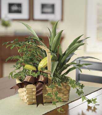 Plentiful Plants