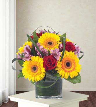 Gerbera Party