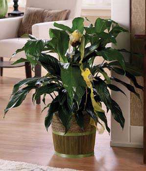 Peace Plant