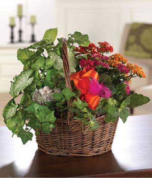 Kalanchoe Garden Basket