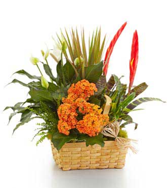 Bountiful Blooming Dish Garden Basket