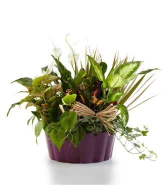 Plants-a-Plenty