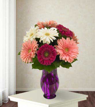 Gerbera Wishes