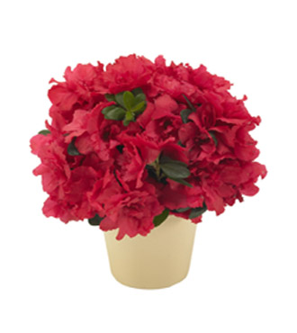 Abundant Azalea