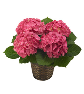 Pink Hydrangea Plant