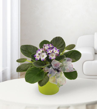 Vibrant Violets