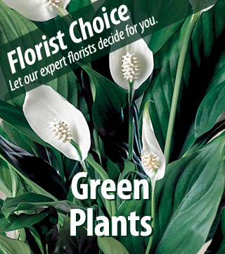 Image of Florist Choice - Green Plants Flower Delivery
