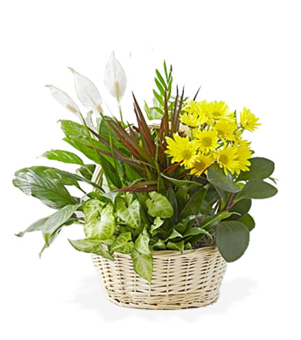 Dish Garden with Fresh Cut Flowers