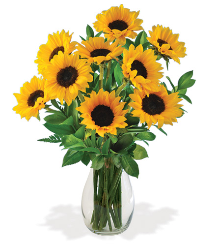 Lazy Day Sunflowers