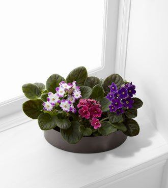 FTD® African Violets