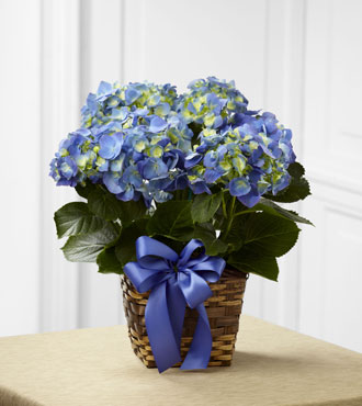 FTD® Blue Hydrangea Planter