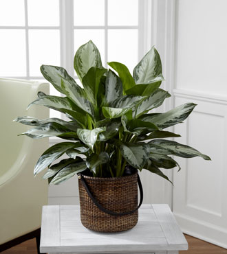 FTD® Chinese Evergreen