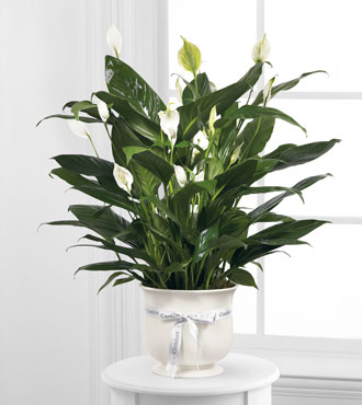 FTD® Comfort Planter