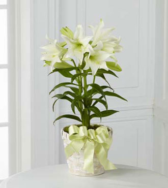 FTD® Easter Lily Plant