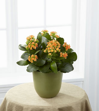 FTD® Kalanchoe