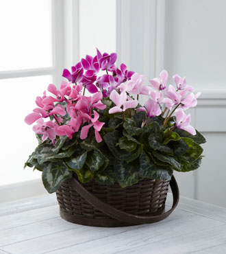 FTD® Mixed Cyclamen Planter