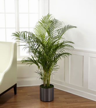 FTD® Palm