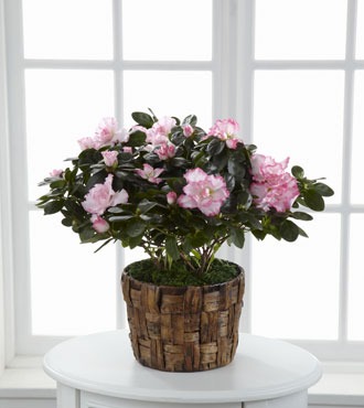 FTD® Pink Azalea