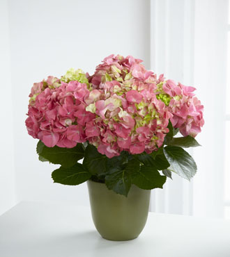 FTD® Pink Hydrangea Planter