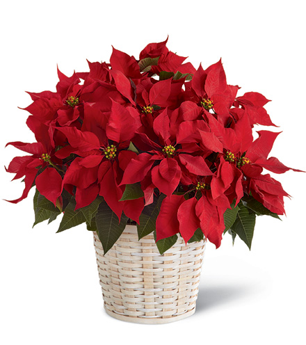 Red Poinsettia