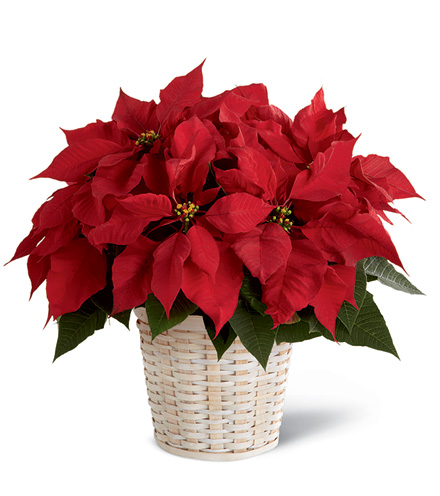 FTD® Red Poinsettia Basket