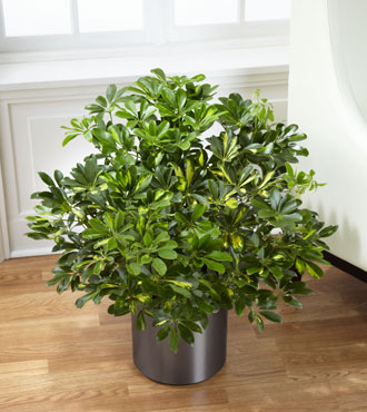 FTD® Schefflera Arboricola